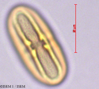 ISEM 1/Hieronyma_alchorneoides_28906/Hieronyma_alchorneoides_28906_0001(copy)_thumb.jpg